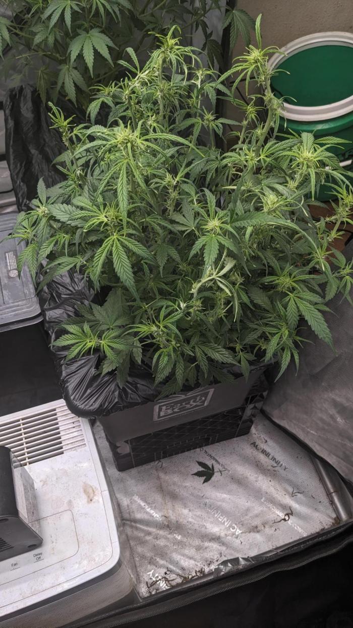 Frostbanger Auto. Week 6 - Day 39