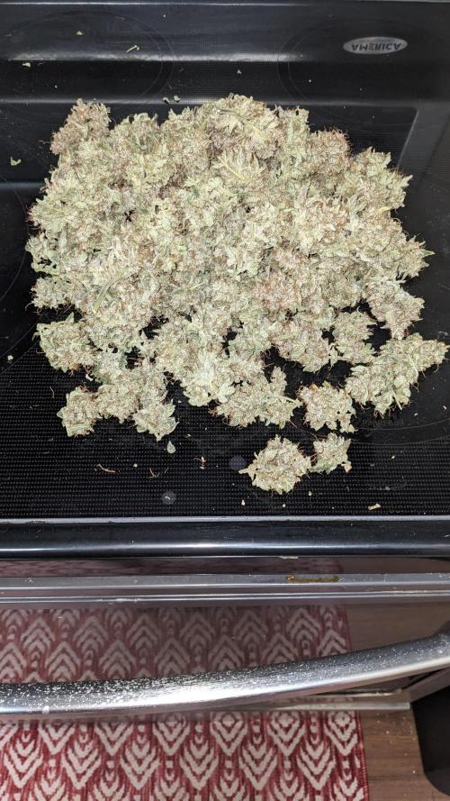 Blueberry Ghost Og Auto. Week 13