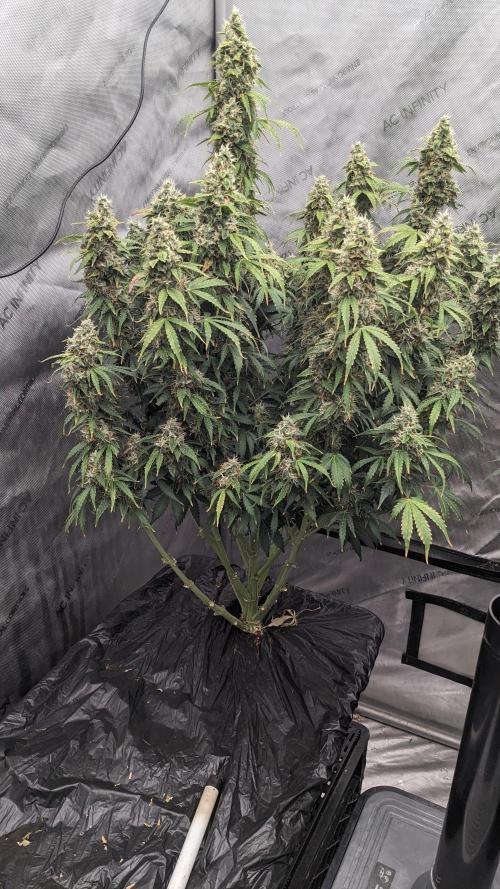 Grape Soda Auto. Week 11