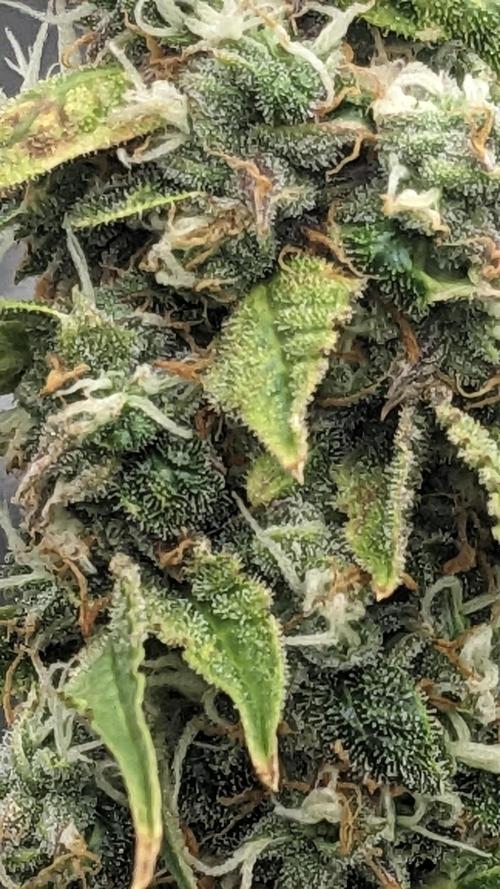 Grape Soda Auto. Week 11