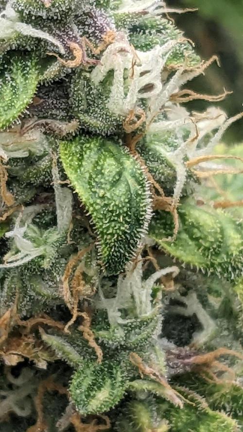 Grape Soda Auto. Week 11