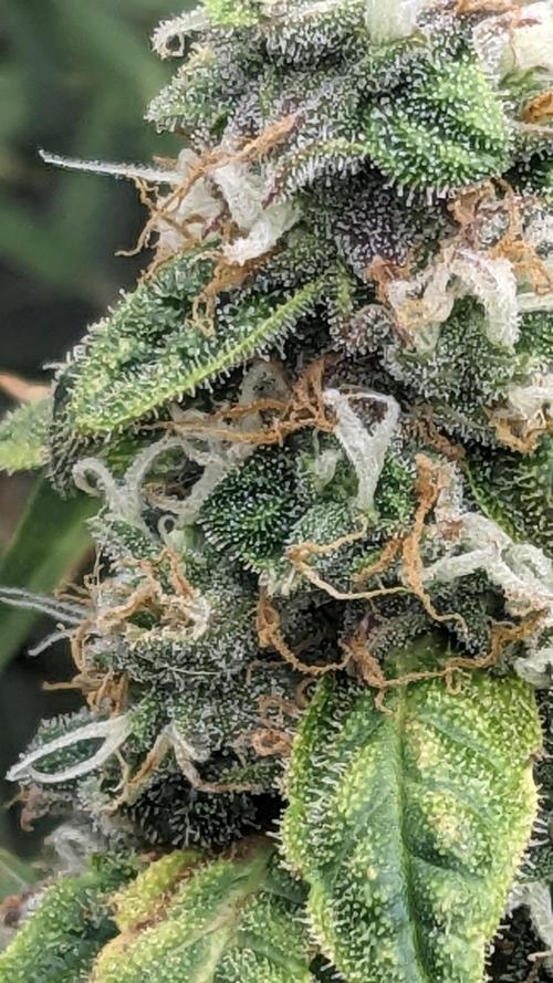 Grape Soda Auto. Week 11