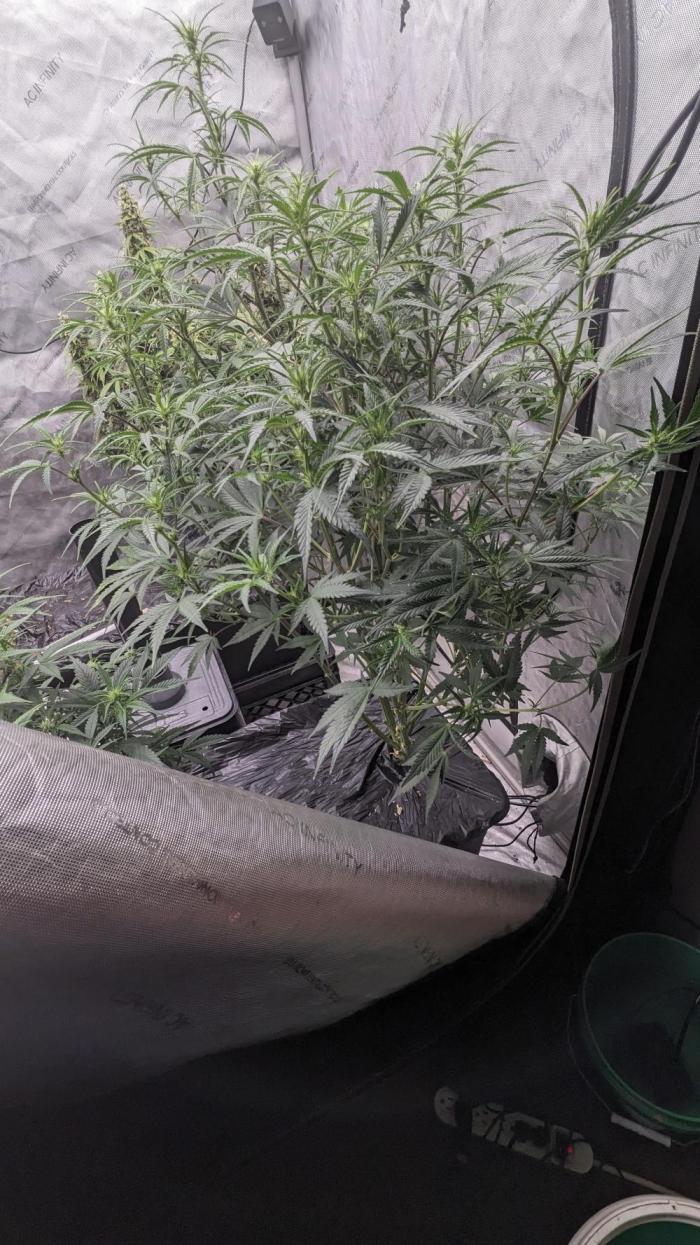 Strawberry Banana Auto. Week 7