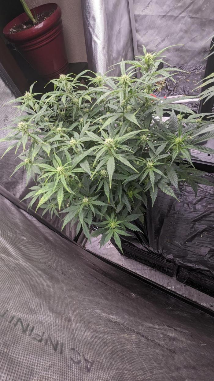 Frostbanger Auto. Week 7