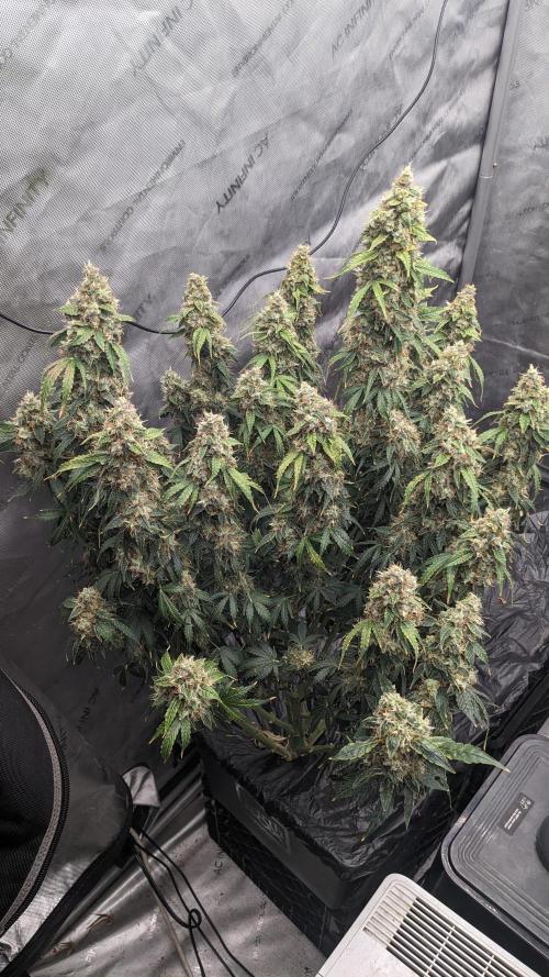 Grape Soda Auto. Week 12