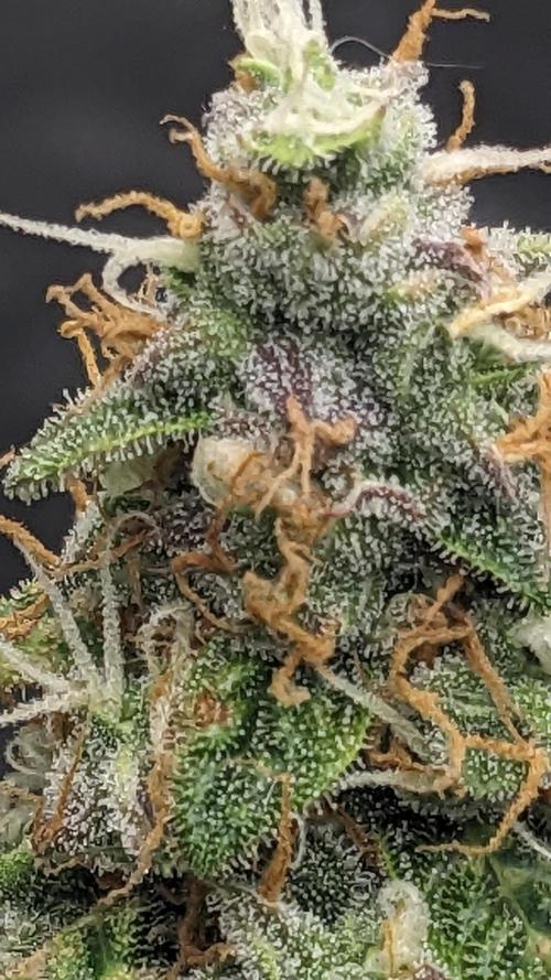 Grape Soda Auto. Week 12