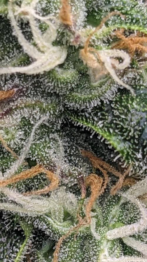 Grape Soda Auto. Week 12