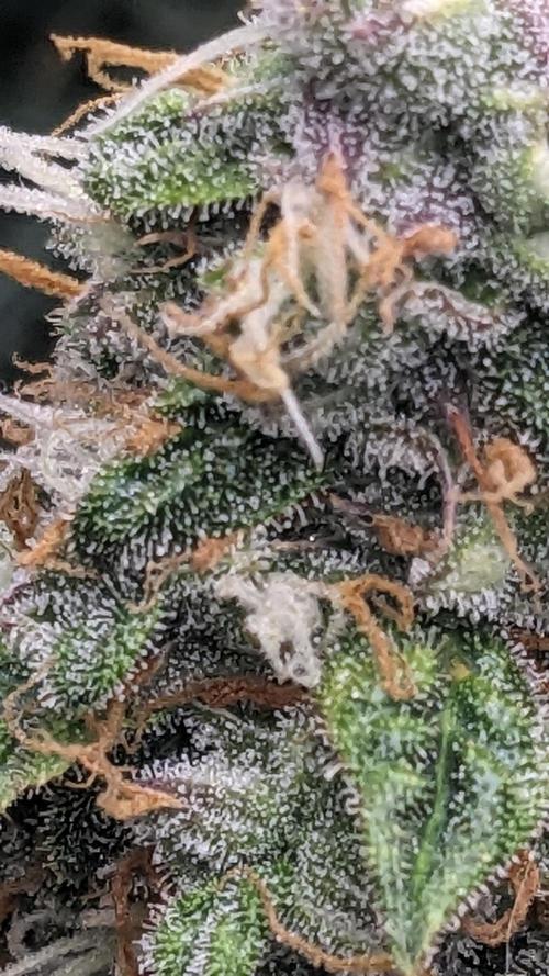 Grape Soda Auto. Week 12