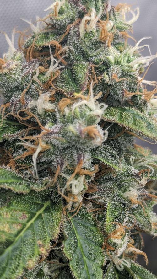 Grape Soda Auto. Week 12