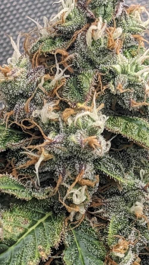 Grape Soda Auto. Week 12