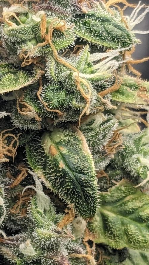 Grape Soda Auto. Week 12