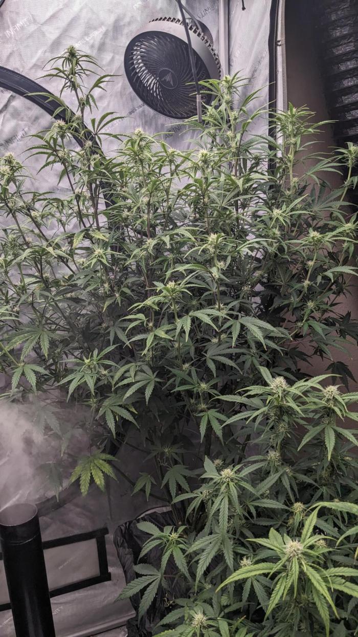 Strawberry Banana Auto. Week 8