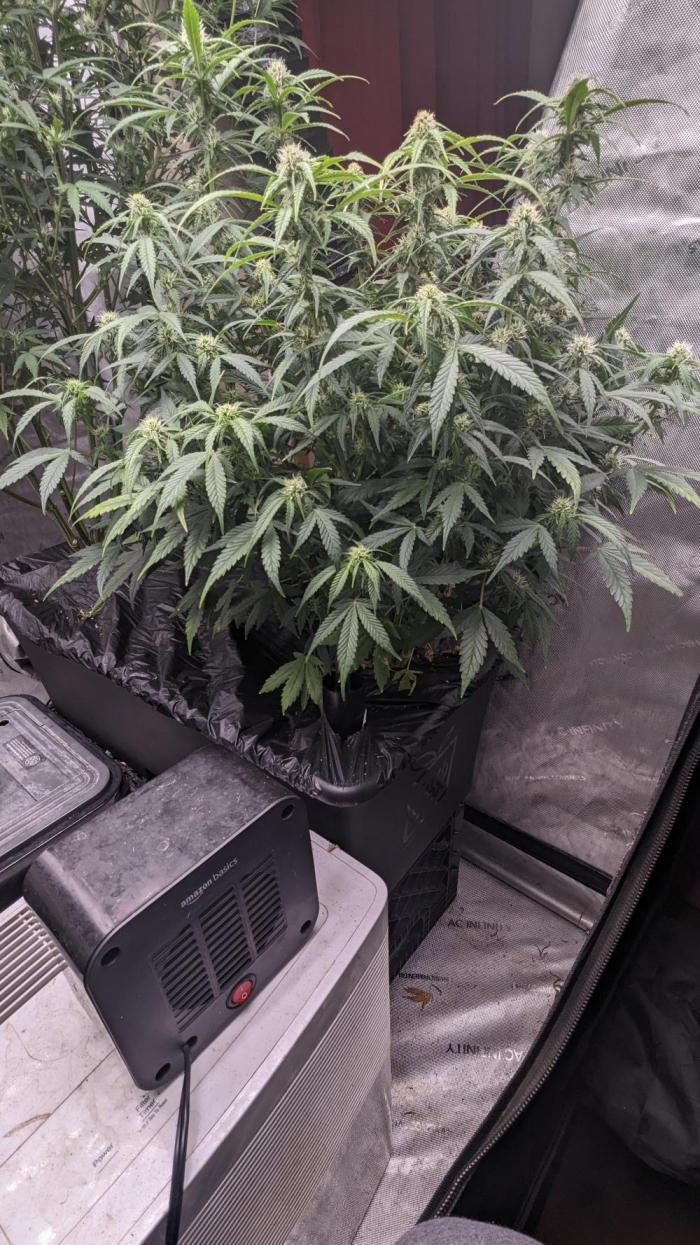 Frostbanger Auto. Week 8