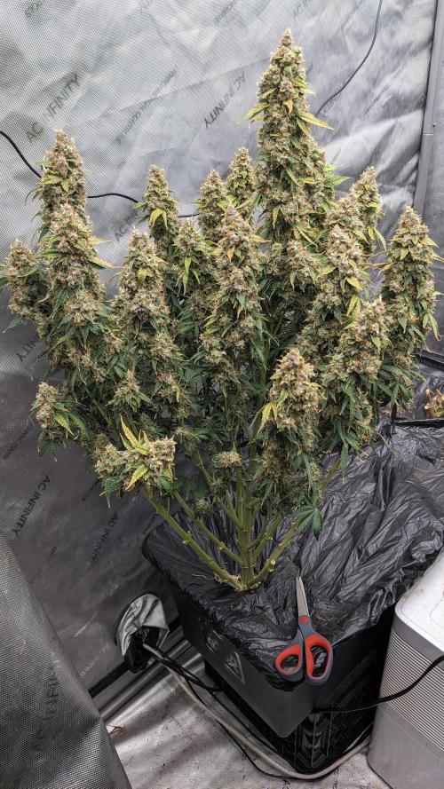 Grape Soda Auto. Week 13 - The day of the chop 