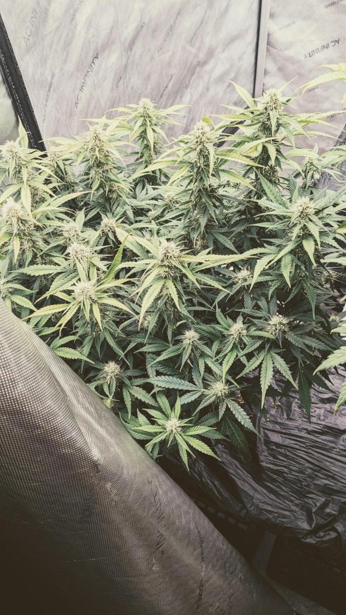 Frostbanger Auto. Week 9