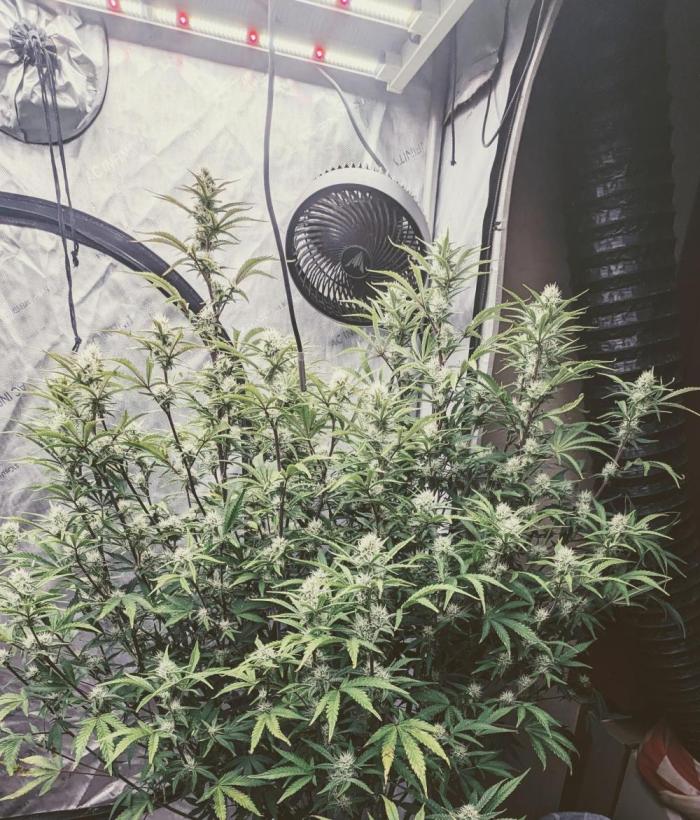 Strawberry Banana Auto. Week 9