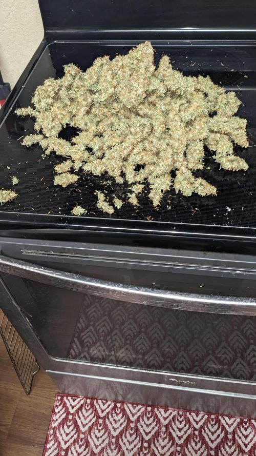 Grape Soda Auto. Week 13