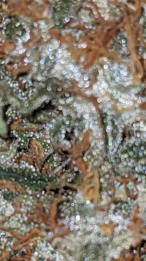 Grape Soda Auto. Week 13