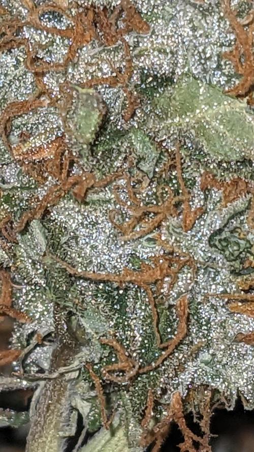 Grape Soda Auto. Week 13