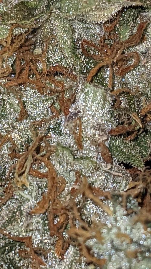 Grape Soda Auto. Week 13