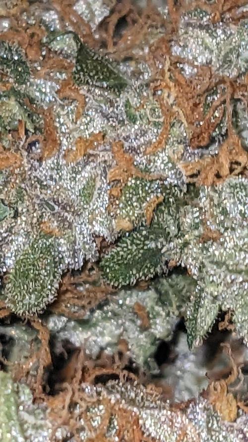 Grape Soda Auto. Week 13