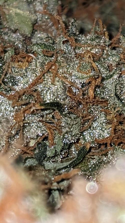 Grape Soda Auto. Week 13