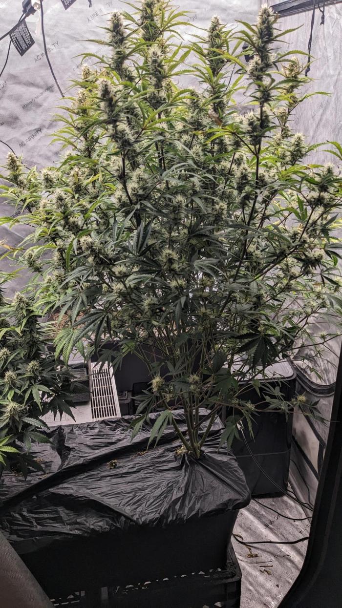 Strawberry Banana Auto. Week 10