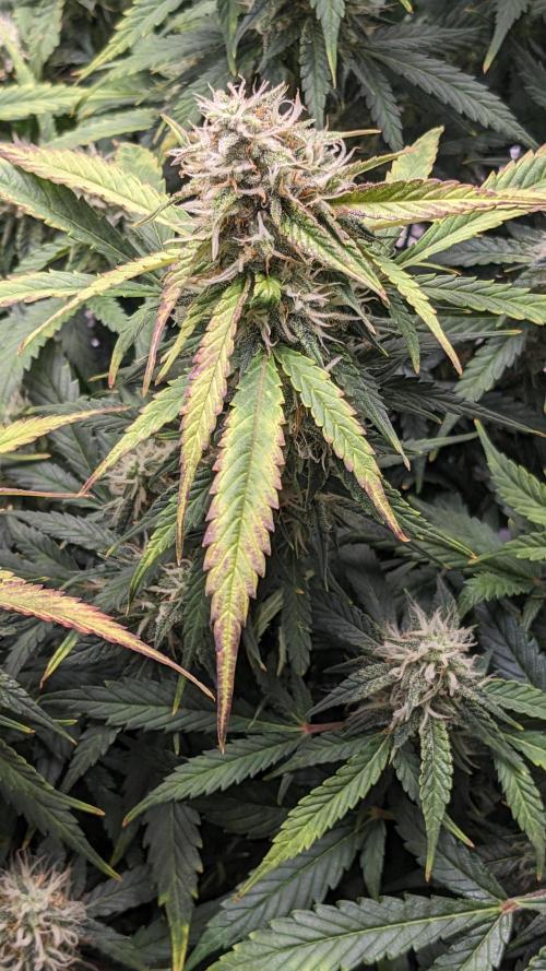 Frostbanger Auto. Week 10