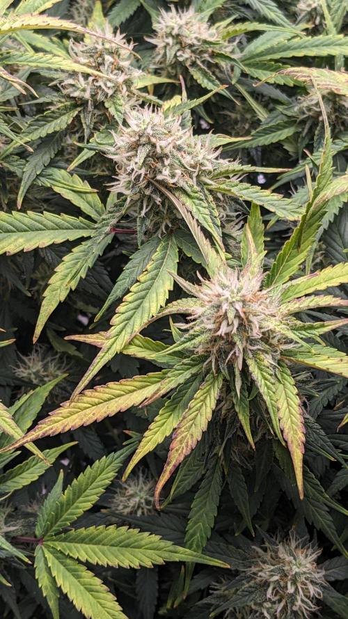 Frostbanger Auto. Week 10