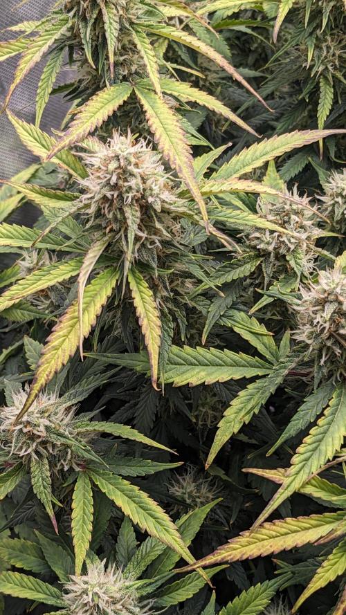 Frostbanger Auto. Week 10