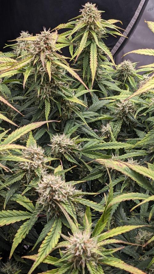 Frostbanger Auto. Week 10