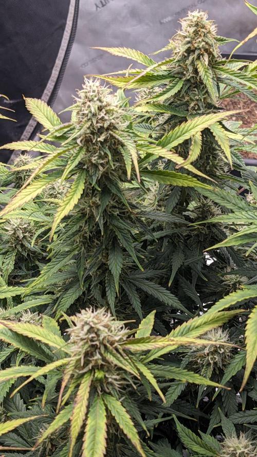 Frostbanger Auto. Week 10