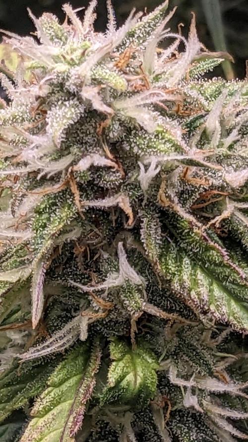 Frostbanger Auto. Week 10