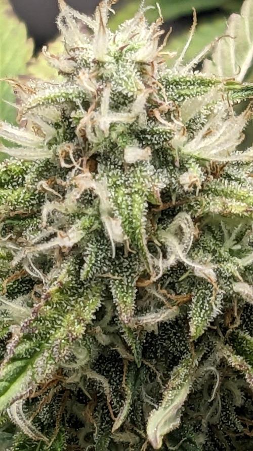 Frostbanger Auto. Week 10