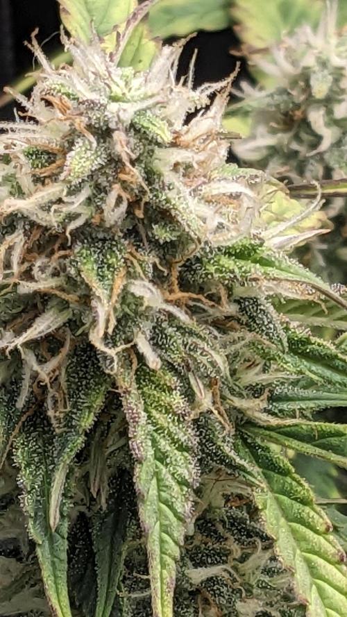 Frostbanger Auto. Week 10