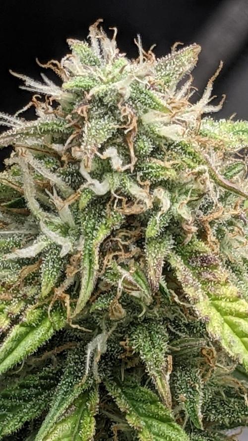 Frostbanger Auto. Week 10