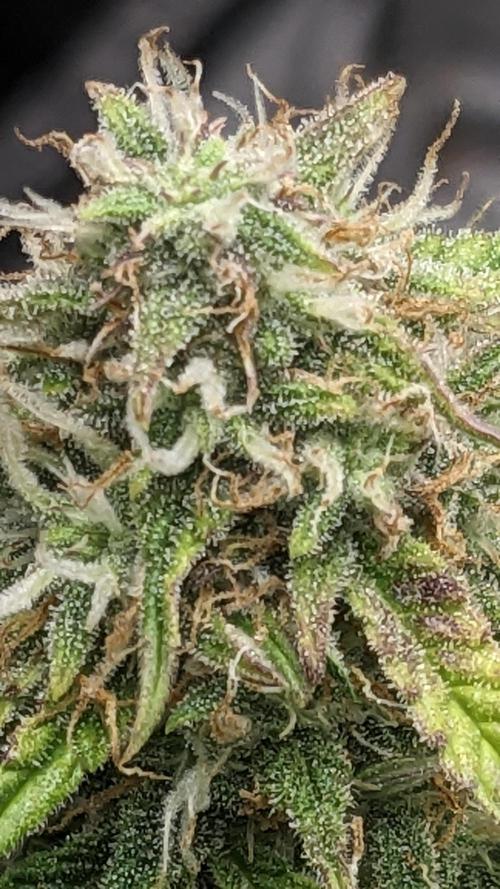 Frostbanger Auto. Week 10