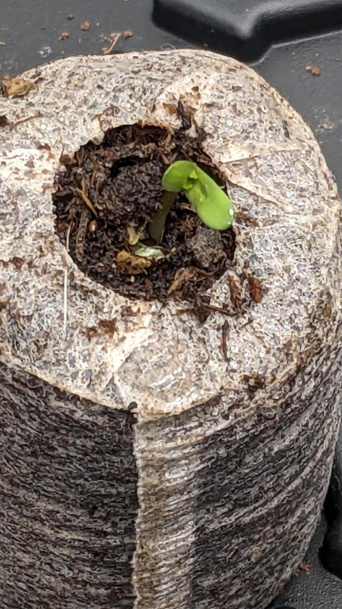 Tropicana Cookies Auto. Week 1