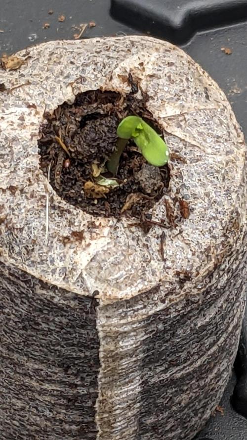 Tropicana Cookies Auto. Week 1 - 1/26/2026
Day 1