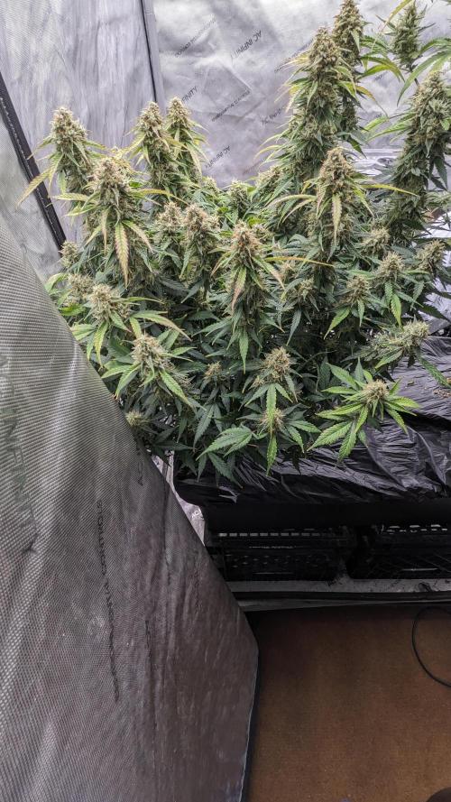 Frostbanger Auto. Week 11