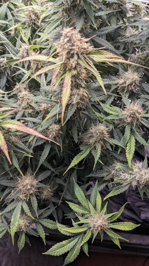 Frostbanger Auto. Week 11