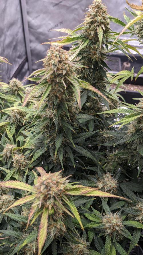 Frostbanger Auto. Week 11