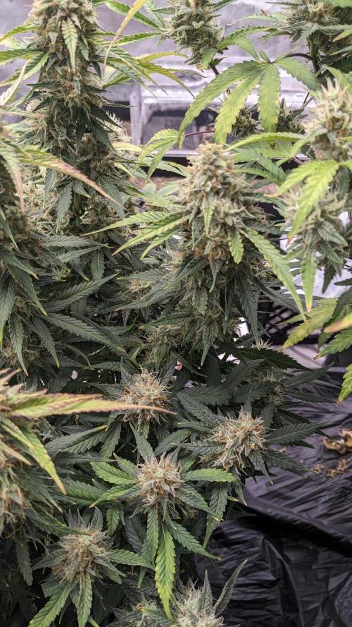 Frostbanger Auto. Week 11