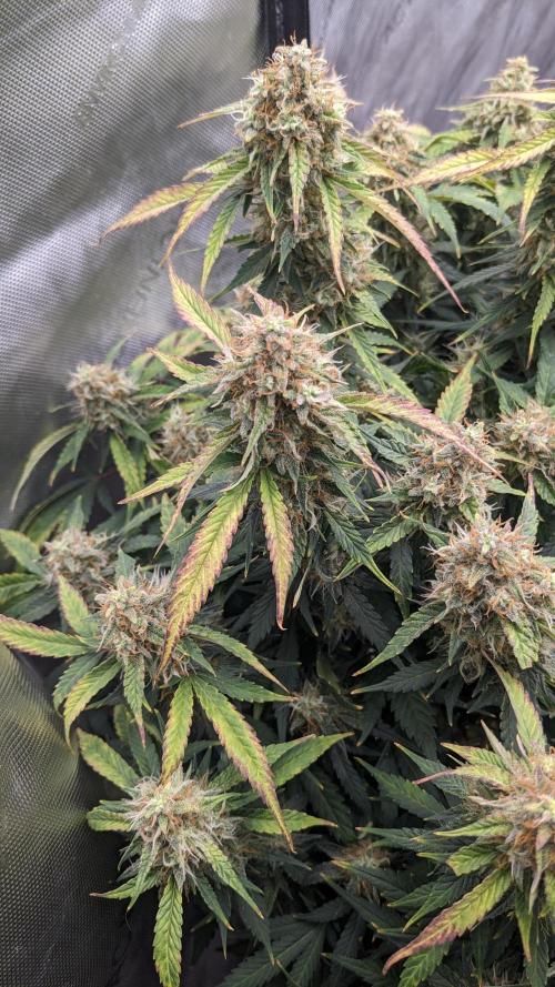 Frostbanger Auto. Week 11