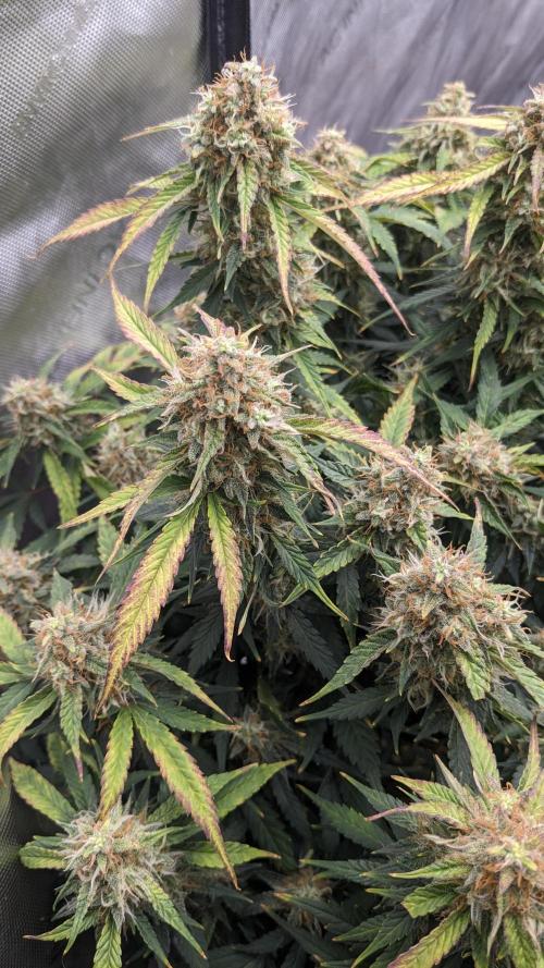 Frostbanger Auto. Week 11