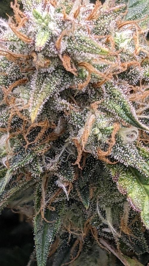 Frostbanger Auto. Week 11