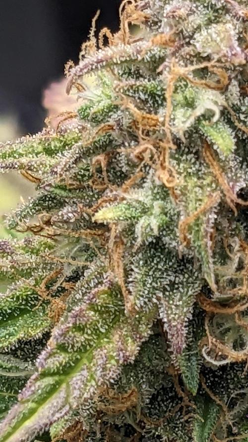 Frostbanger Auto. Week 11