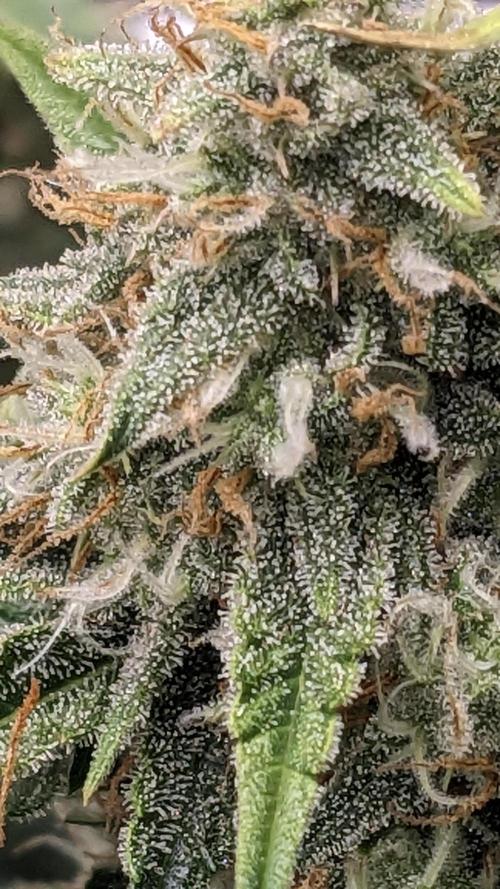 Frostbanger Auto. Week 11