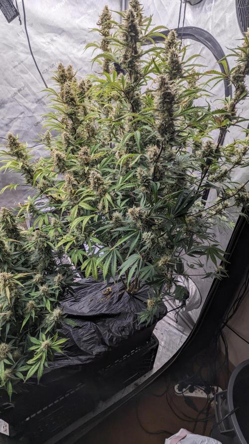 Strawberry Banana Auto. Week 11