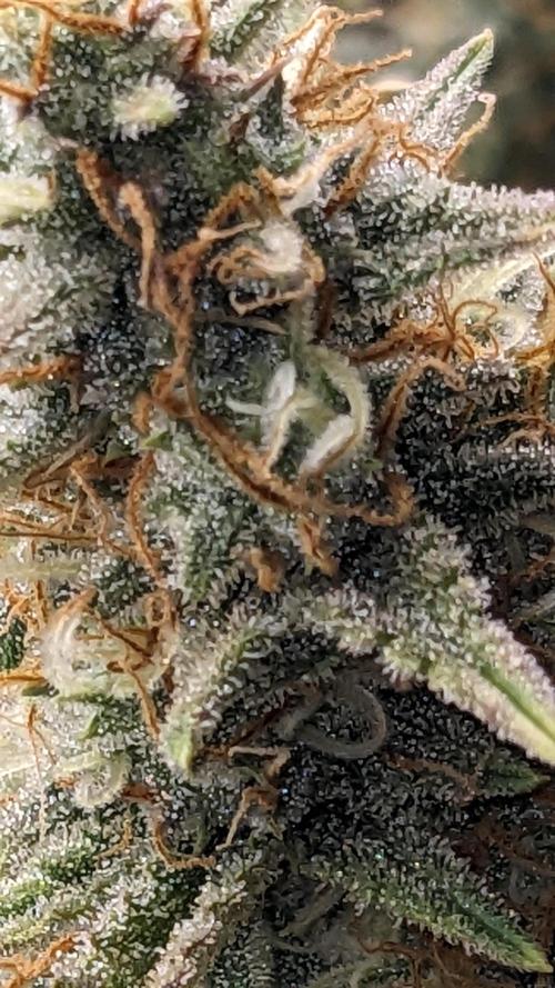 Strawberry Banana Auto. Week 11